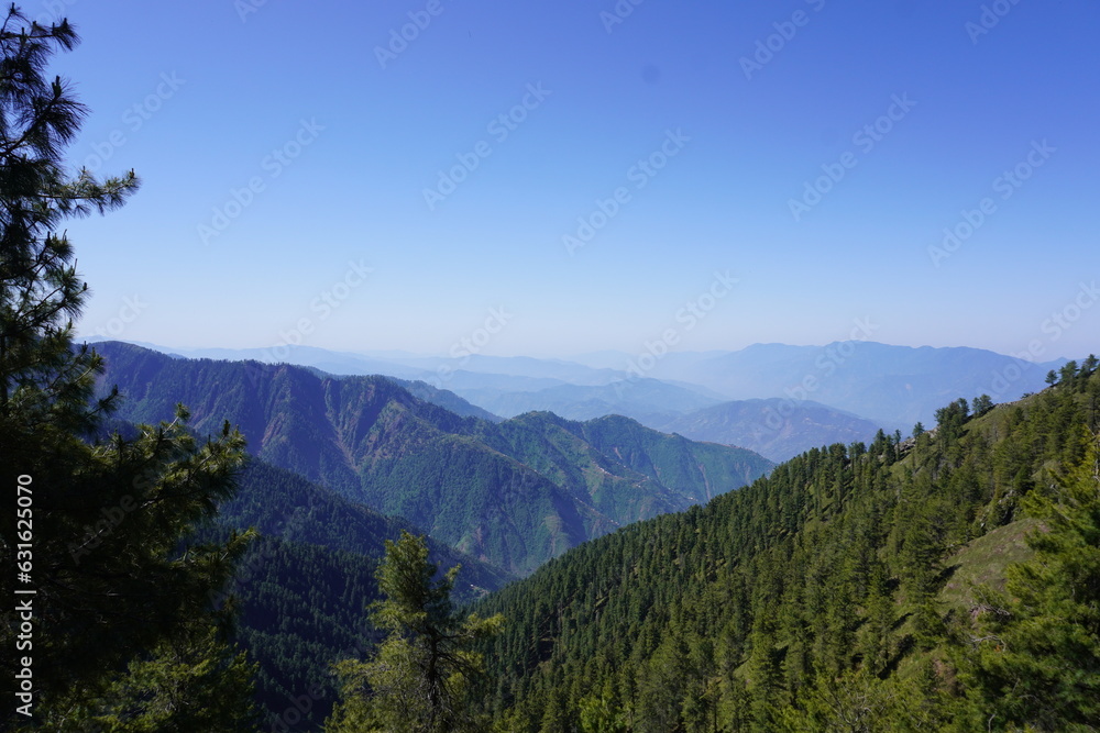 Himalayan cedar tree forestry in the Pir Panjal Region of Jammu Kashmir - Himalayas glacier mountains and green fir and pine tree line forest landscape