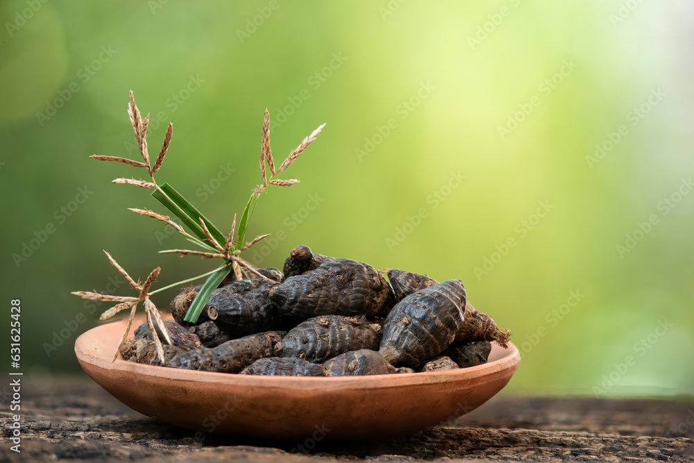 Died cyperus rotundus roots and flowers on natural background. Died cyperus rotundus roots and flowers on natural background.