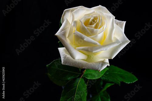 Red and White and White Roses with green leaves on a dark and mysterious background. One of the red and white roses is in a twisted rectangular clear glass vase. 