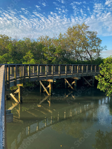 A wooden bridge over water among tall mangroves