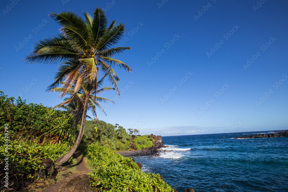 Palm tree and ocean at Maui Hawaii
