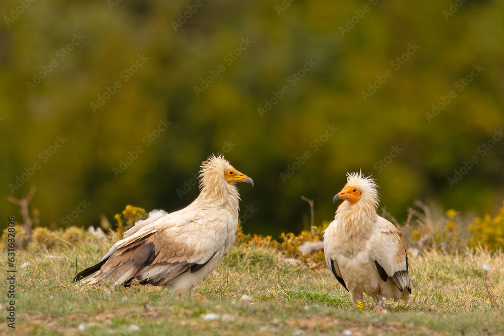 Fototapeta premium Ścierwnik, ścierwnik biały, białosęp (Neophron percnopterus)
