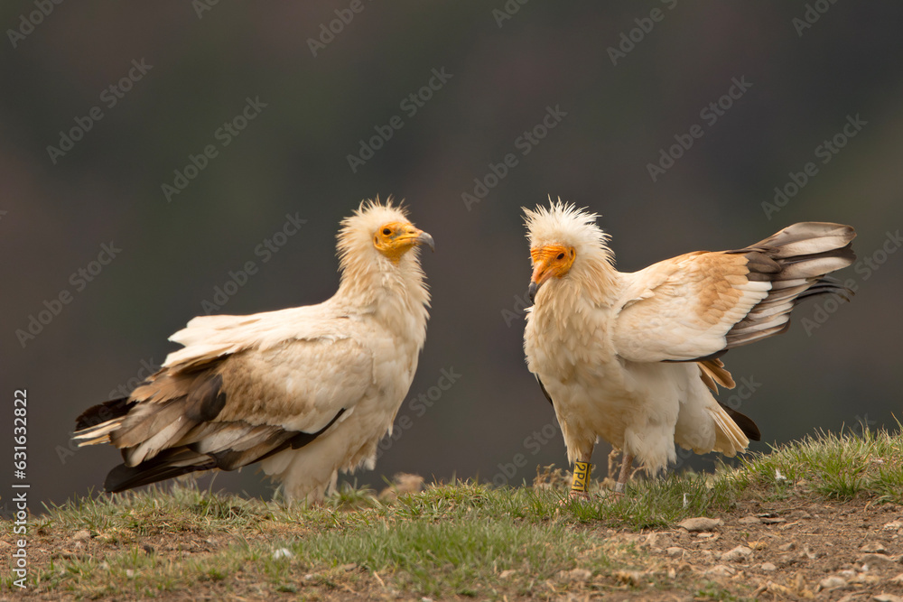 Fototapeta premium Ścierwnik, ścierwnik biały, białosęp (Neophron percnopterus)