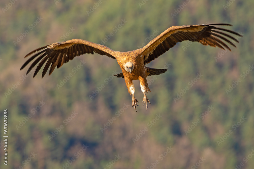 Fototapeta premium Sęp płowy (Gyps fulvus)
