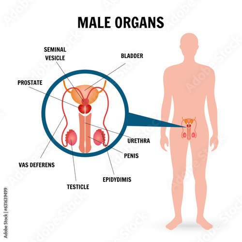 Medical infographic inside the male reproductive system in vector