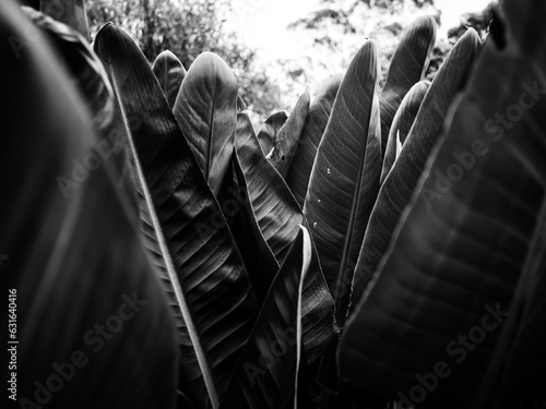 Black and white plant leaves