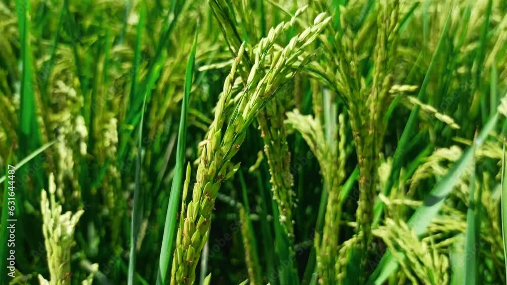 Newly Bloomed Paddy Fields, paddy fields in winds, rice field in winds Newly Bloomed Paddy Fields, paddy fields in winds, rice field in winds