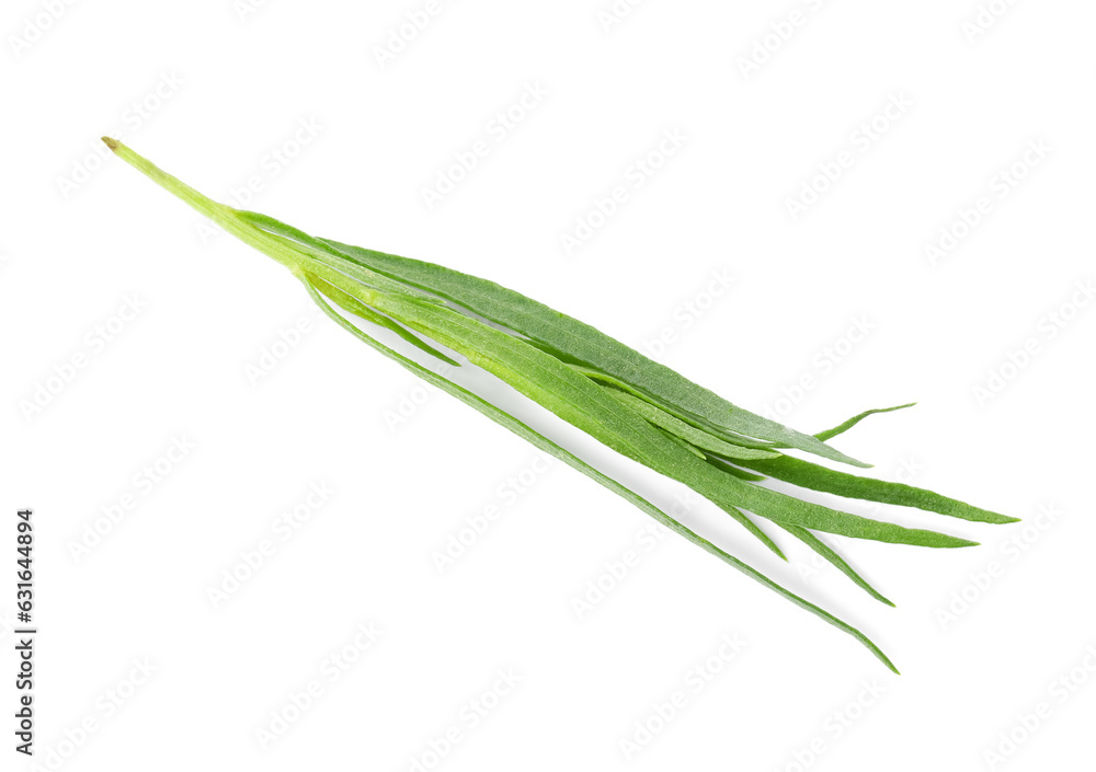 One sprig of fresh tarragon on white background, top view One sprig of fresh tarragon on white background, top view