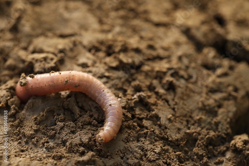 One worm crawling in wet soil, closeup. Space for text