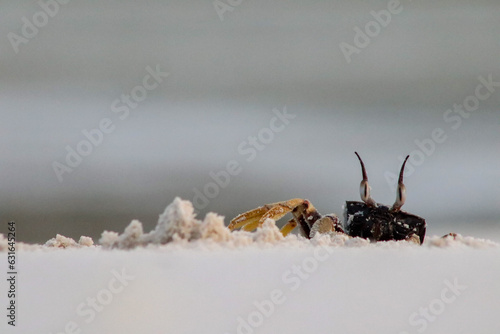 Ghosts crab