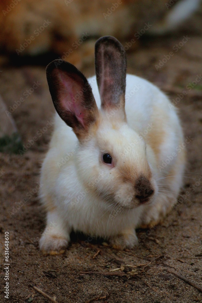 white rabbit on the grass white rabbit on the grass