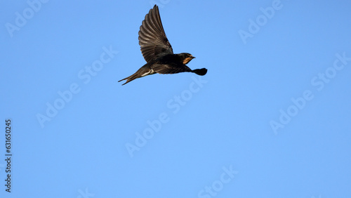 Barn Swallow in flight in the sky