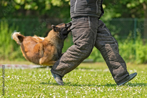 berger belge malinois en ring 