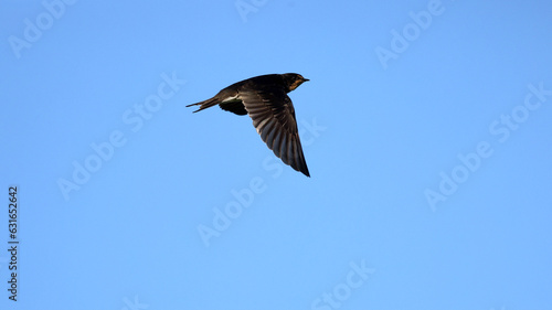 Barn Swallow in flight in the blue sky