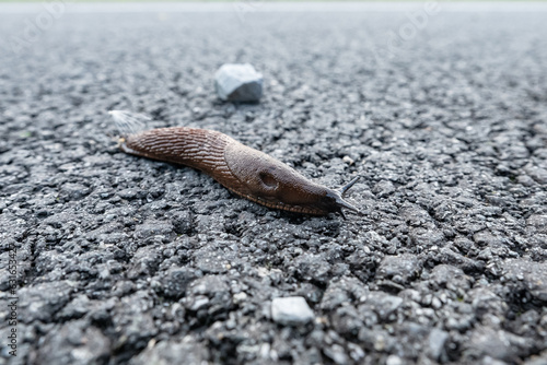 brązowy ślimak bez muszli swobodnie sunący na łonie natury po ciemnych kamieniach w tle drobne jaskrawe kamyczki w porze letniej w zachodniej polsce