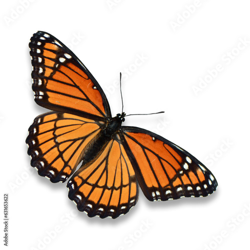 monarch butterfly flying © thawats