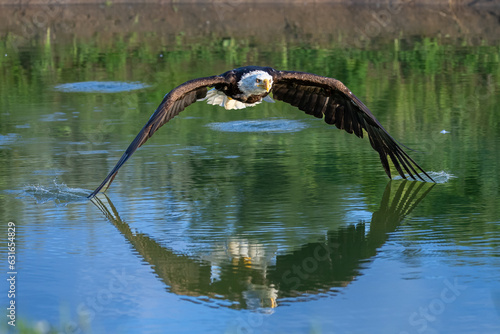 Bald eagle gliding with both wings touching the water and a reflection
