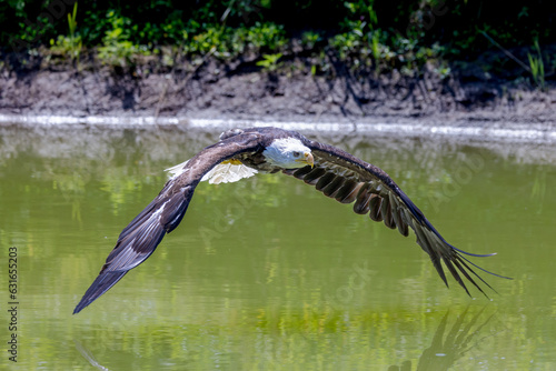 Bald Eagle flying over a pond with wings down
