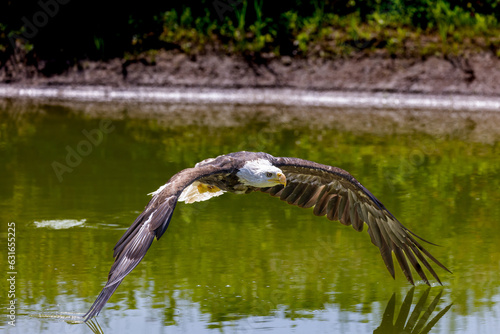 Bald Eagle flying over a pond with wings down