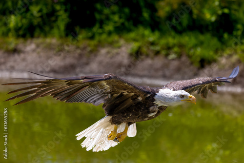Bald Eagle flying over a pond with wings out gliding