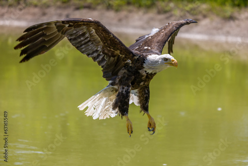 Bald Eagle flying over a pond with wings up