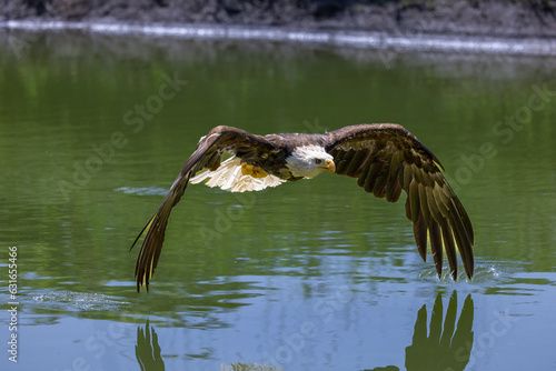 Bald Eagle flying over a pond with wings down © Michael