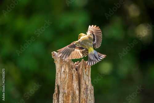 female goldfinch in flight