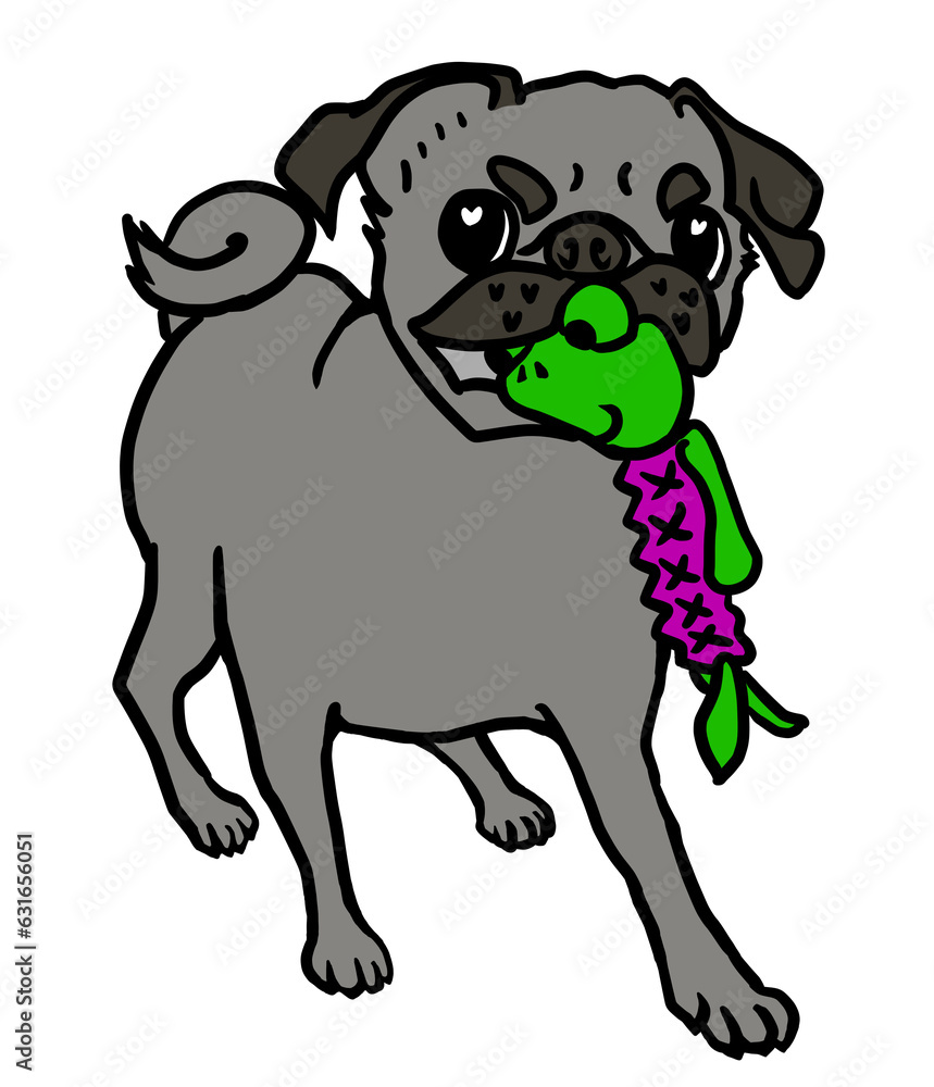 Fototapeta premium カエルのおもちゃを咥えて放さない黒パグ