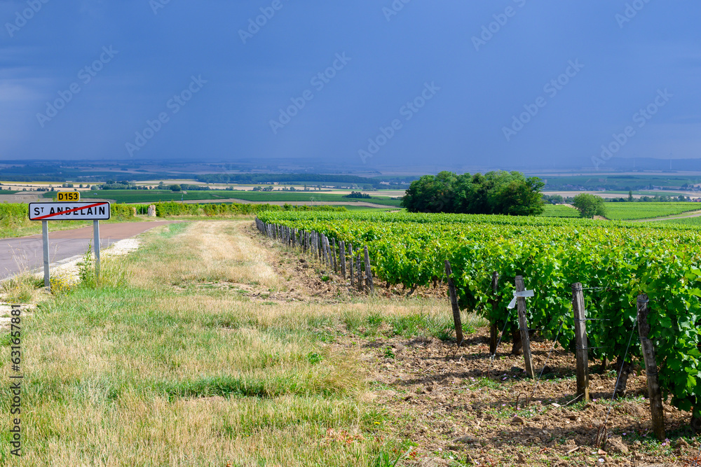 Vineyards of Pouilly-Fume appellation, making of dry white wine from sauvignon blanc grape growing on different types of soils, France Vineyards of Pouilly-Fume appellation, making of dry white wine from sauvignon blanc grape growing on different types of soils, France