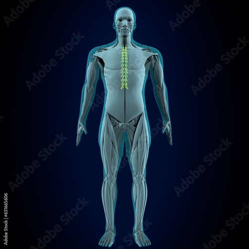 male deltoid muscle anatomy. 3d render