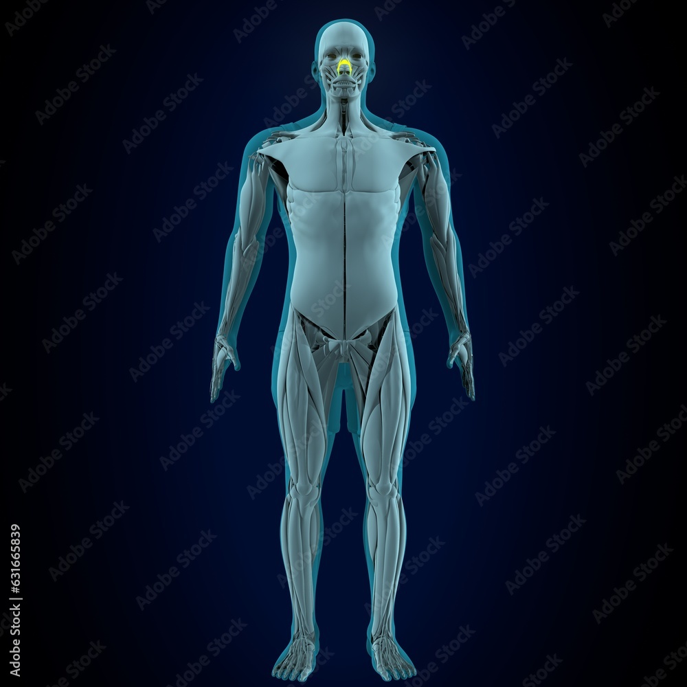 human rectums femoral,Vastus medialis muscles anatomy. 3d render human rectums femoral,Vastus medialis muscles anatomy. 3d render