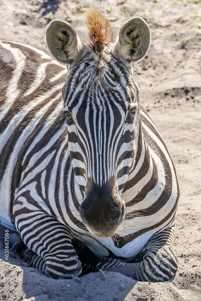Fototapeta premium Closeup portrait of a zebra laying in the sand