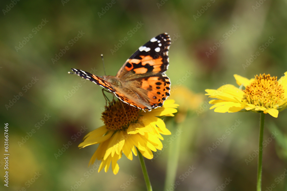 Painted Lady Butterfly on Yellow Flower Painted Lady Butterfly on Yellow Flower