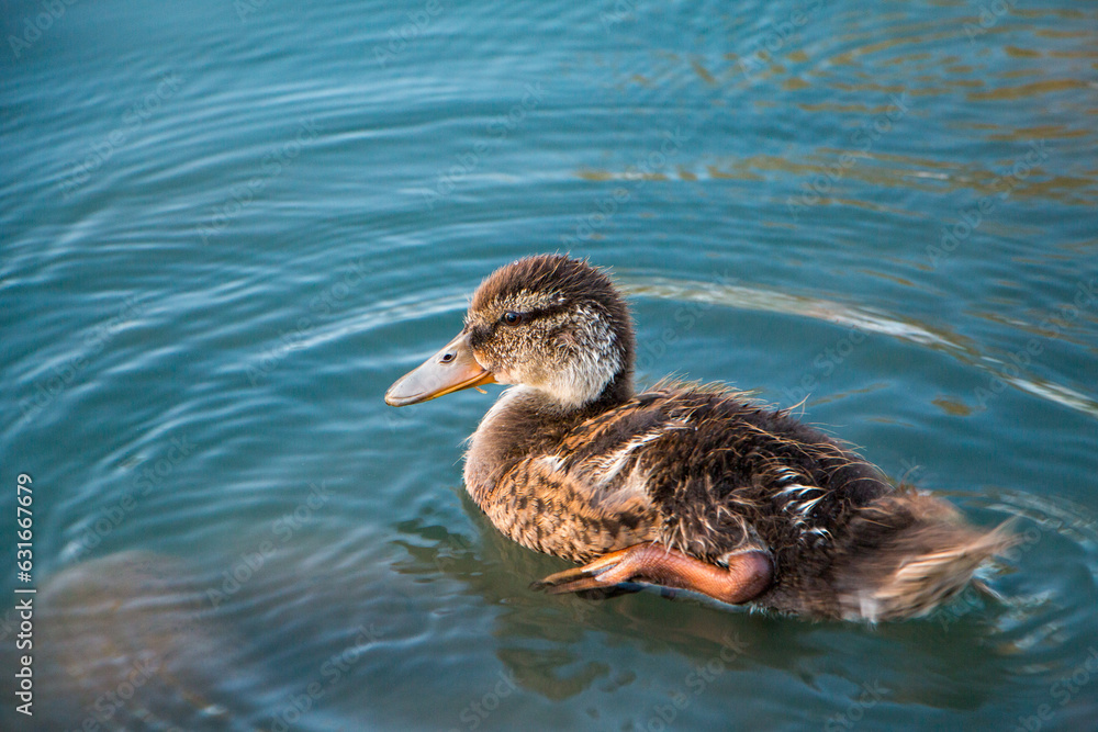 Fototapeta premium duck swimming in a pond