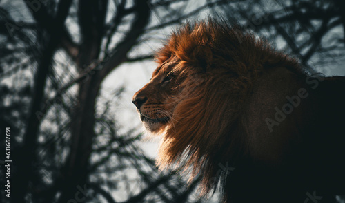 male lion at the Oklahoma City zoo