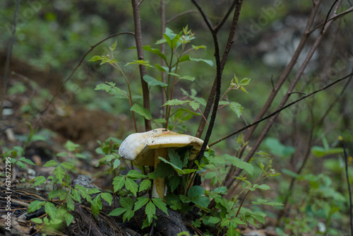 Edible mushroom in the middle of the forest.