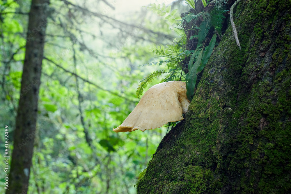 Fototapeta premium Large ear-shaped mushroom on the trunk of a tree covered with moss.