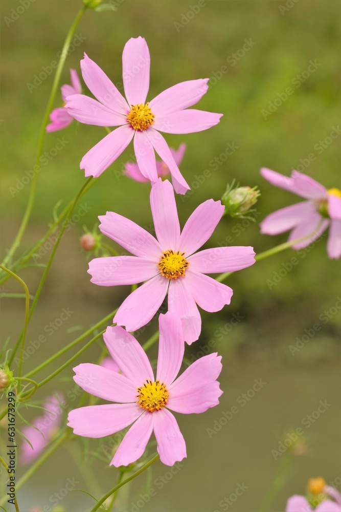 Fototapeta premium pink cosmos in full blooming