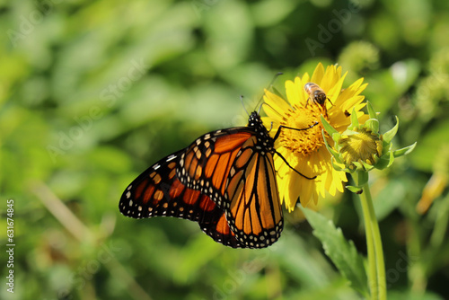 Monarch Butterfly on Yellow Flowers © Lion and Light