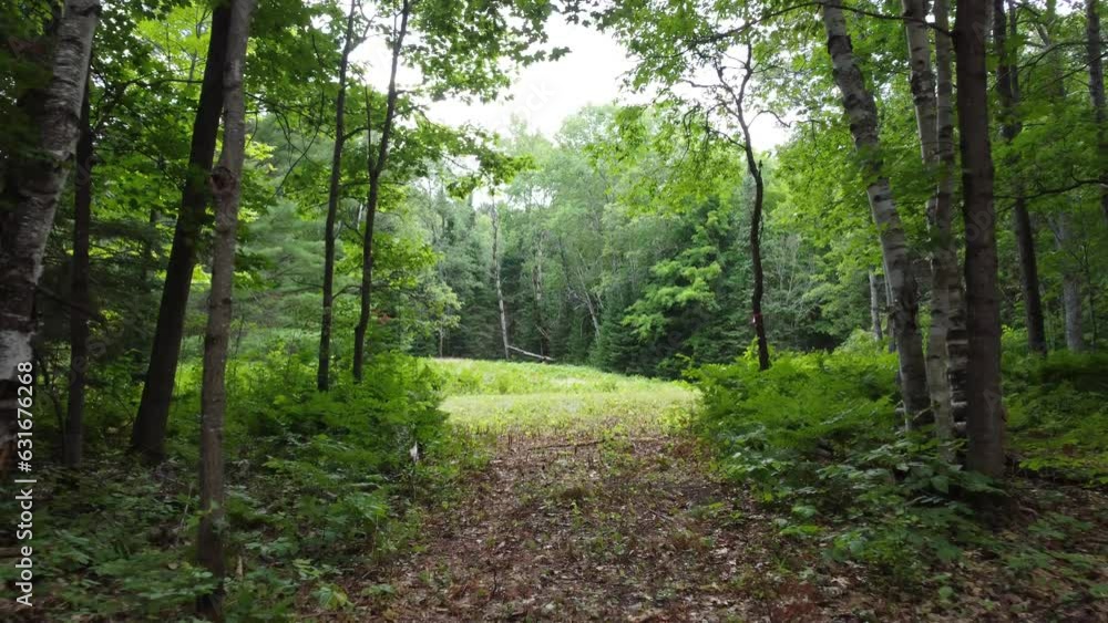 Wolf Tracks at Bondi Resort (Muskoka, Lakes, Forests) Wolf Tracks at Bondi Resort (Muskoka, Lakes, Forests)