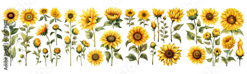 Set of sunflowers watercolor collection hand drawn, sunflowers elegant watercolor illustration , sunflowers isolated transparent background, PNG. © HappyTime 17