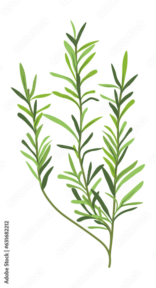 Fototapeta premium Grass or herb, natural and organic botany decor