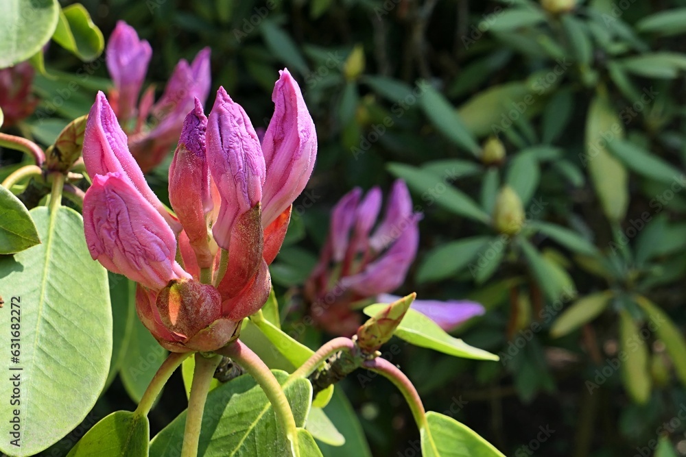 Evolving pink flower buds on tip of decorative shrub Rhododendron Fortunei, growing in garden during spring season, late may. Evolving pink flower buds on tip of decorative shrub Rhododendron Fortunei, growing in garden during spring season, late may.