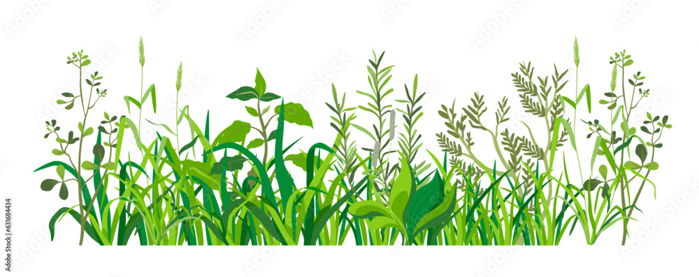 Grass with leaves, weed and herbs rural areas - obrazy, fototapety, plakaty 