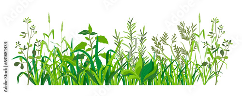 Grass with leaves, weed and herbs rural areas