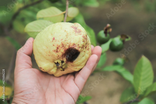 Bad guava on tree from long raining fall in season. nature agriculture in organic farm concept.