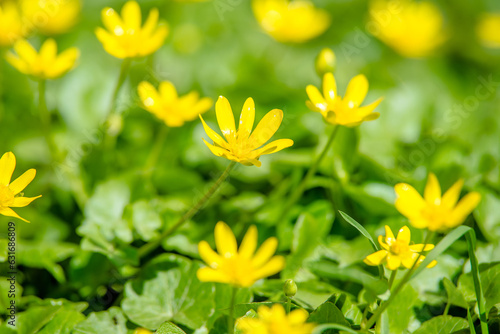 Yellow Lesser celandine flowers in spring on a green natural background  © licvin