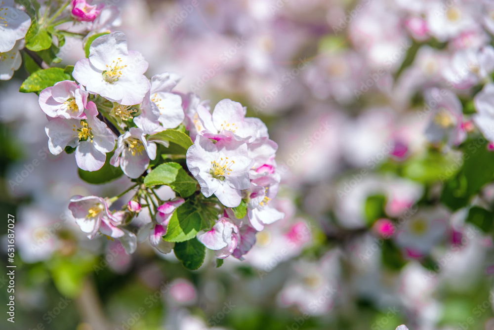appletree blossom branch in the garden in spring
appletree blossom branch in the garden in spring