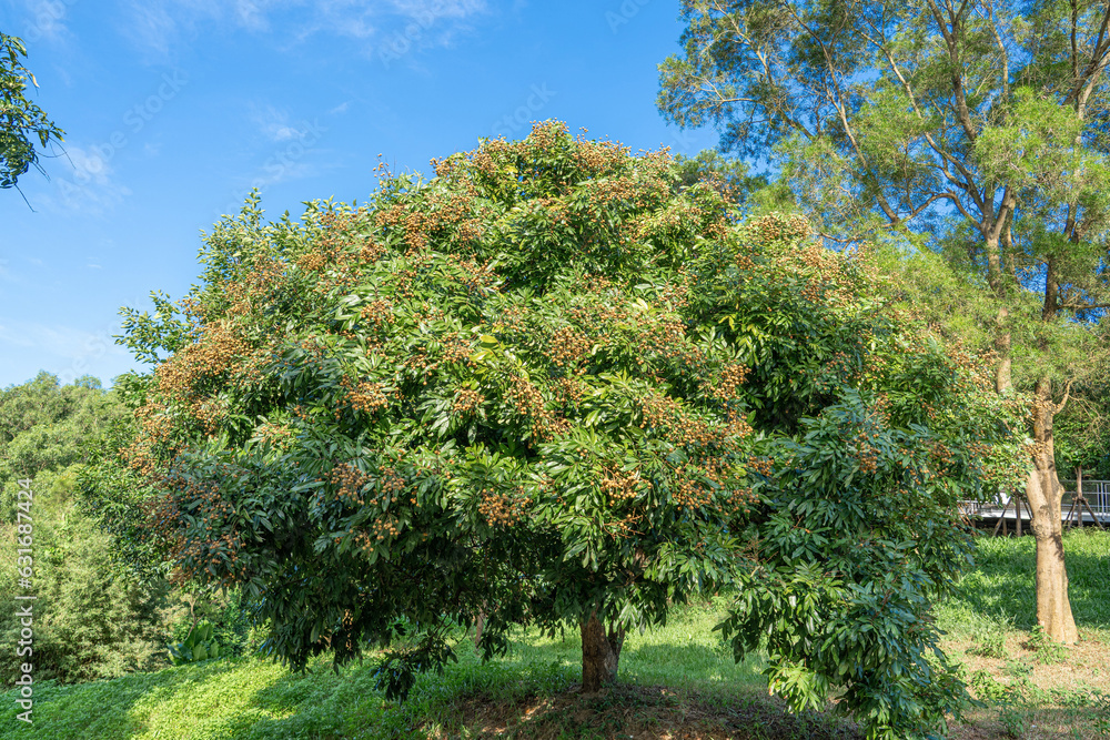 Tropical fruits longan on the tree 