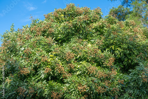 Tropical fruits longan on the tree 